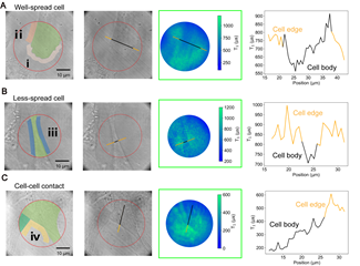 Demonstrated detection of the traction forces of the adhered cells. Three typical cells, namely the (A) well-spread cell, (B) less-spread cell and (C) cell-cell contacted cells were chosen to demonstrate the measurements: the first two columns show the transmitted light images and corresponding marked images; the third column shows the T1 mapping and the last column shows the line profile, as-marked in 2nd and 3rd column, of T1 value across the cell body. (D) T1 values changes in selected areas of cells.